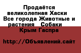 Продаётся великолепная Хаски - Все города Животные и растения » Собаки   . Крым,Гаспра